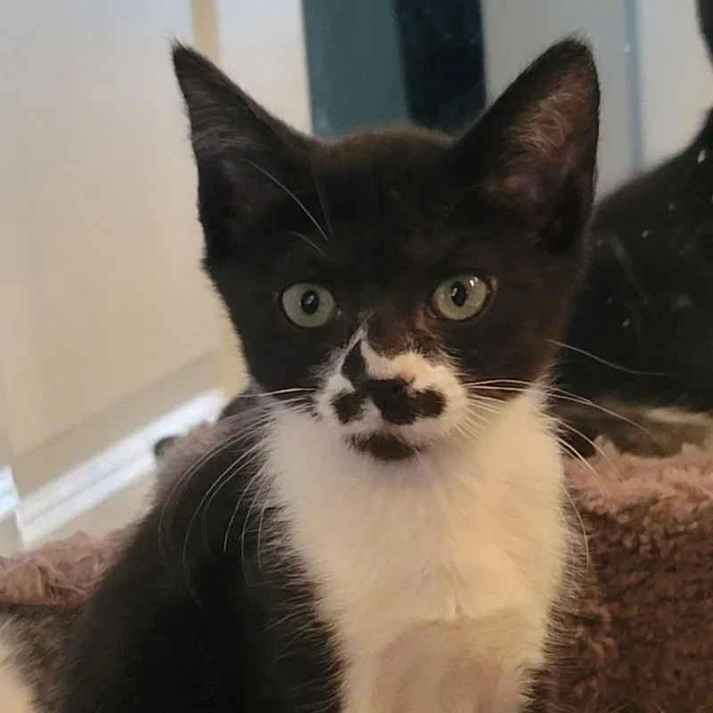 A baby medium-sized male Domestic Short Hair cat named Angelo for adoption in Orlando, FL