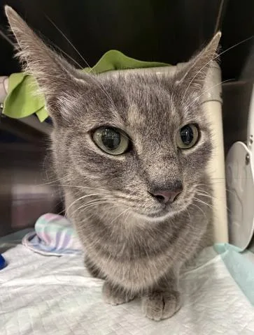 An adult medium-sized female Domestic Short Hair cat named Jingles for adoption in Pensacola, FL