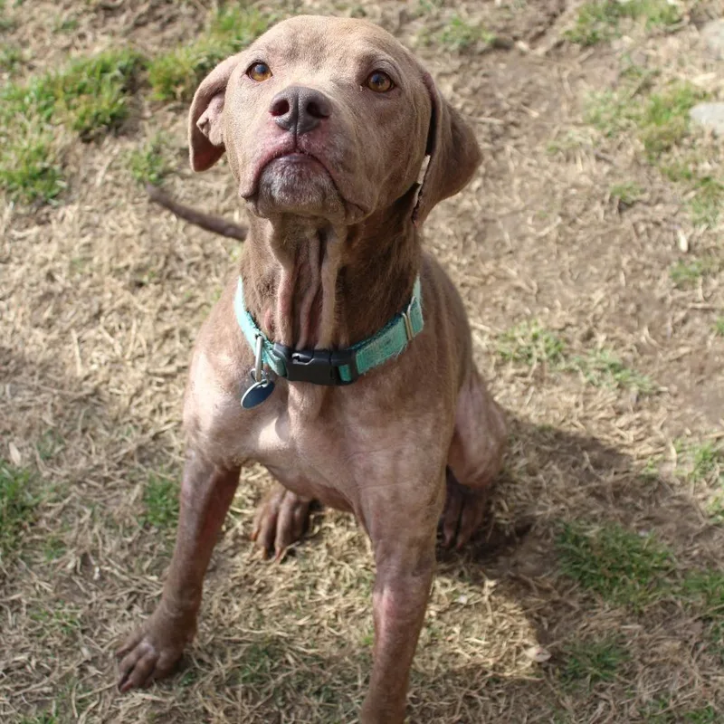 An adult medium-sized female Brown / Chocolate Mixed Breed dog named Lola Mae for adoption in Gloucester, VA