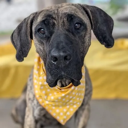 A young large-sized female Brindle Mastiff dog named Tinker for adoption in House Springs, MO