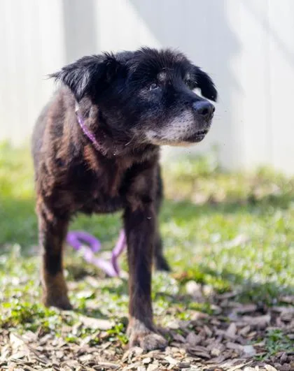 A senior medium-sized male Mixed Breed dog named Leono for adoption in Chamblee, GA