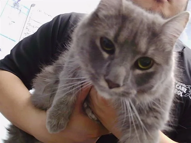 A young small-sized female Domestic Long Hair cat named A for adoption in Charlotte, NC