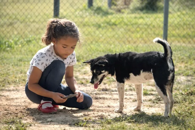 A young medium-sized female Shiba Inu dog named Gabbee for adoption in Princeton, MA