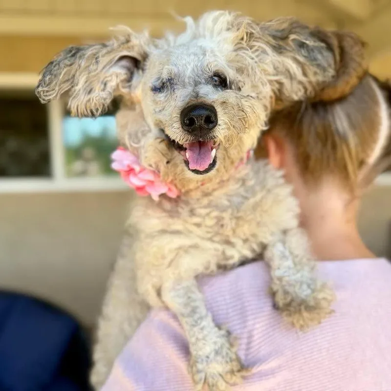 A senior small-sized female Gray / Blue / Silver Terrier dog named Nessi for adoption in Ramona, CA
