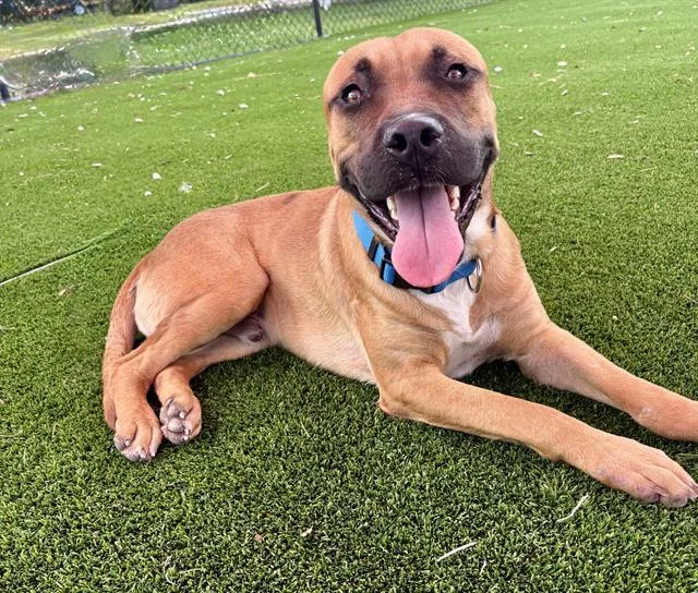 An adult large-sized male Mixed Breed dog named Driftwood for adoption in Jacksonville, FL