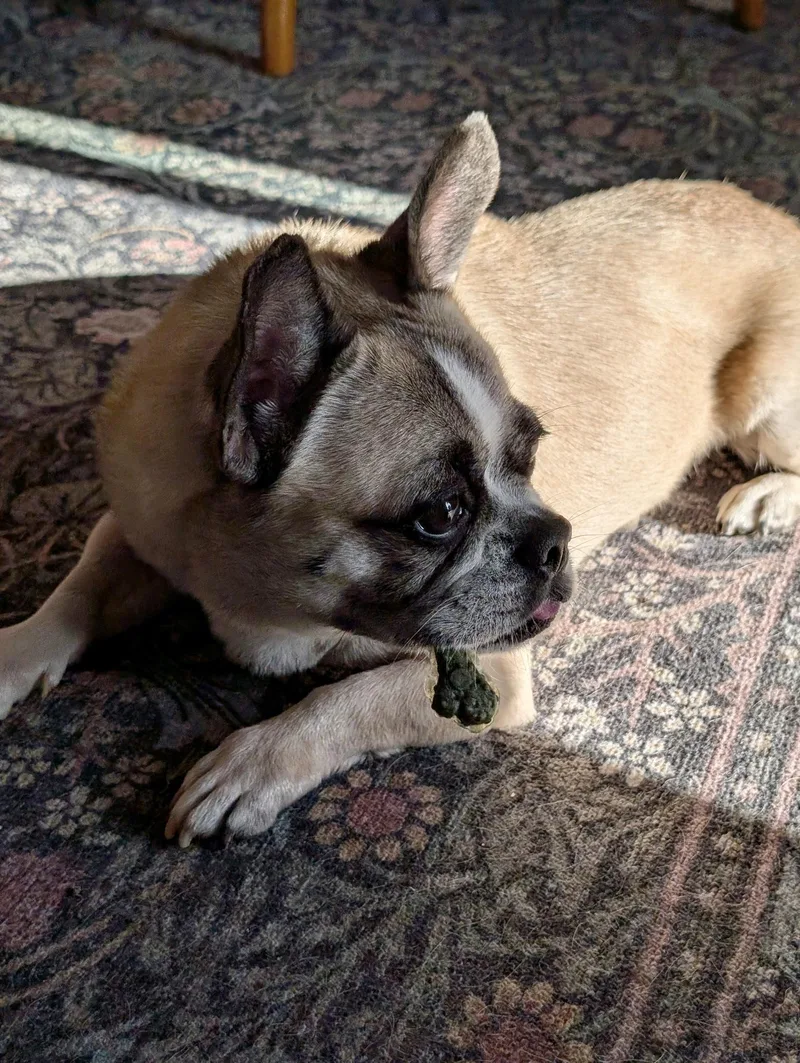 Taz