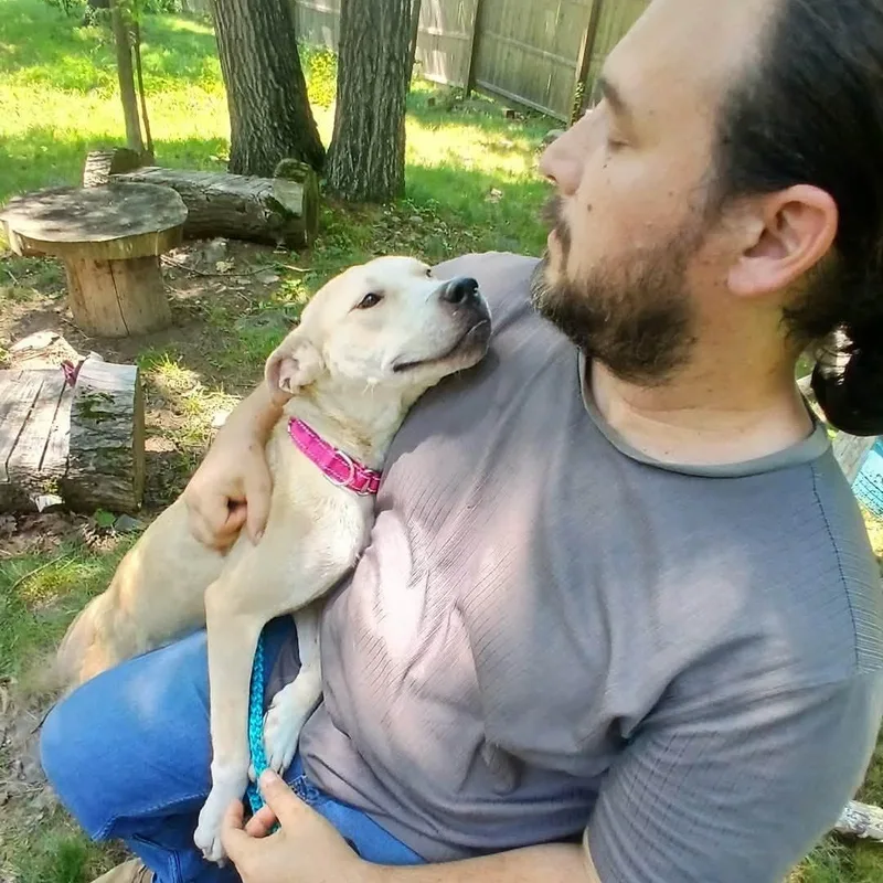 A young medium-sized male Apricot / Beige Mixed Breed dog named August for adoption in Saugerties, NY
