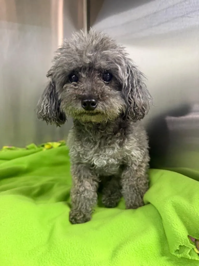 An adult small-sized male Poodle dog named Toby for adoption in Lagrange, IN