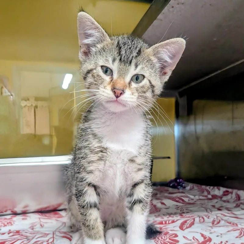 A baby small-sized male Brown / Chocolate Domestic Short Hair cat named Tommy Pickles for adoption in Huntsville, AR