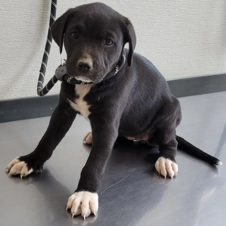 A baby small-sized female Black Mixed Breed dog named Gelato for adoption in Las Cruces, NM