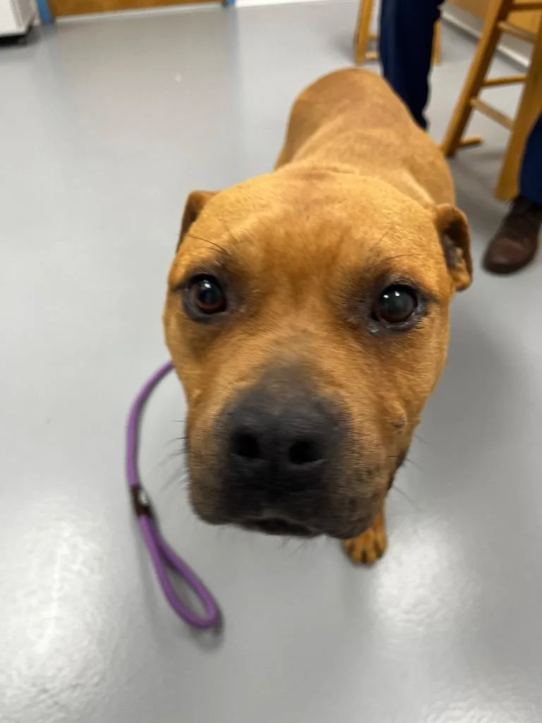 An adult medium-sized male Pit Bull Terrier dog named Boog for adoption in Hartsville, SC
