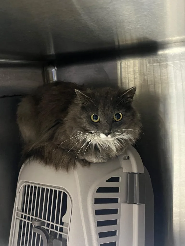 A young medium-sized male Domestic Long Hair cat named C for adoption in Mount Gilead, NC