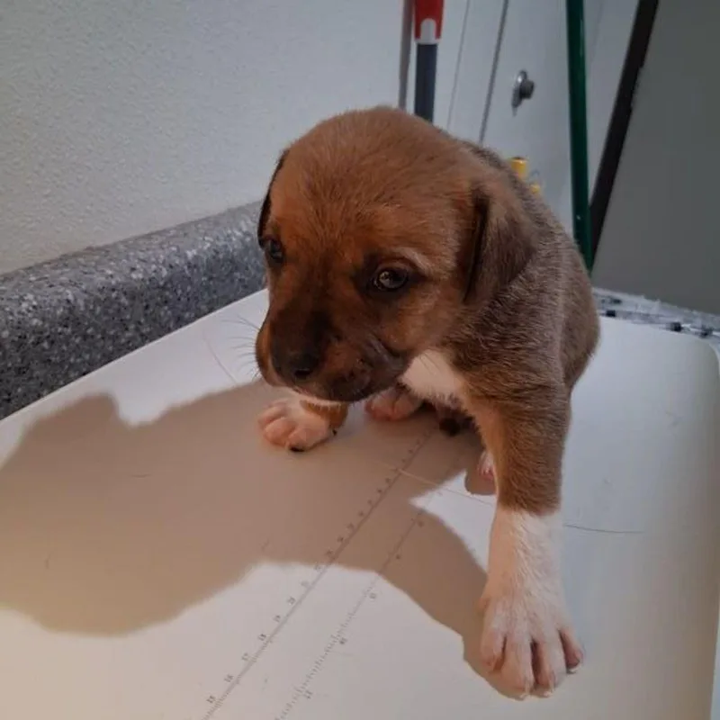 A young medium-sized male Yellow / Tan / Blond / Fawn Australian Cattle Dog / Blue Heeler dog named Pineapple for adoption in Lake Havasu City, AZ