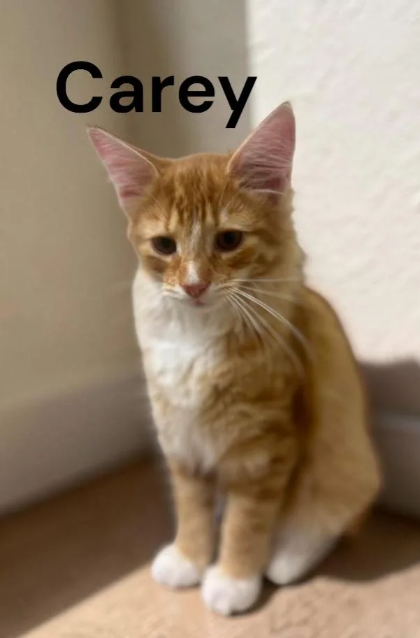 A baby medium-sized female Tabby cat named Carey for adoption in Weems, VA