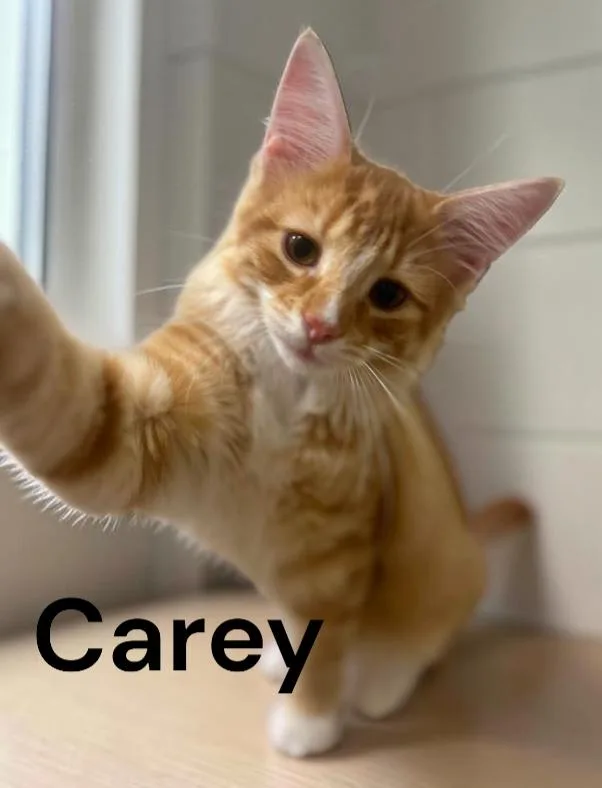 Carey thumbnail 2