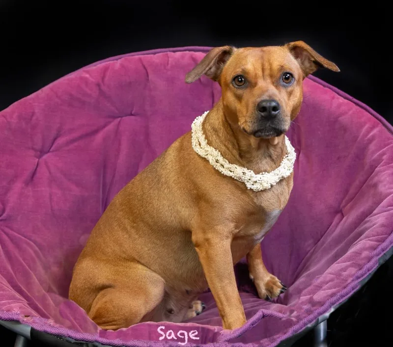 A young medium-sized female Mixed Breed dog named Sage for adoption in Hot Springs Village, AR