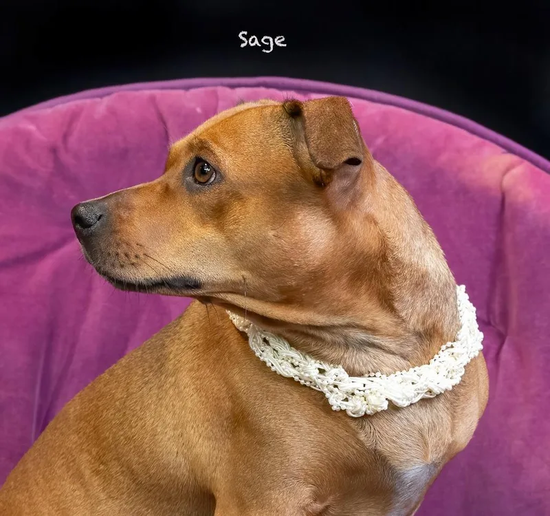 Sage thumbnail 2