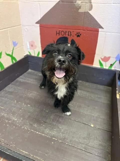 An adult medium-sized male Terrier dog named Fuzzy Wuzzy for adoption in Castaic, CA