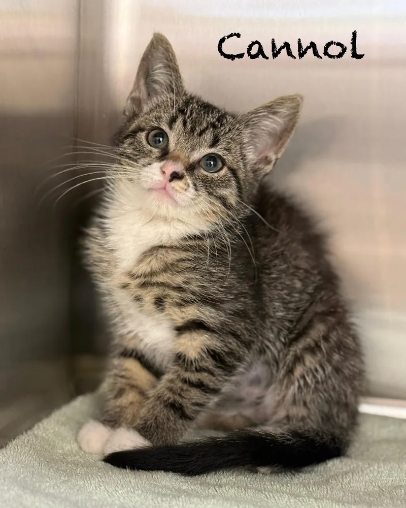 Cannol
