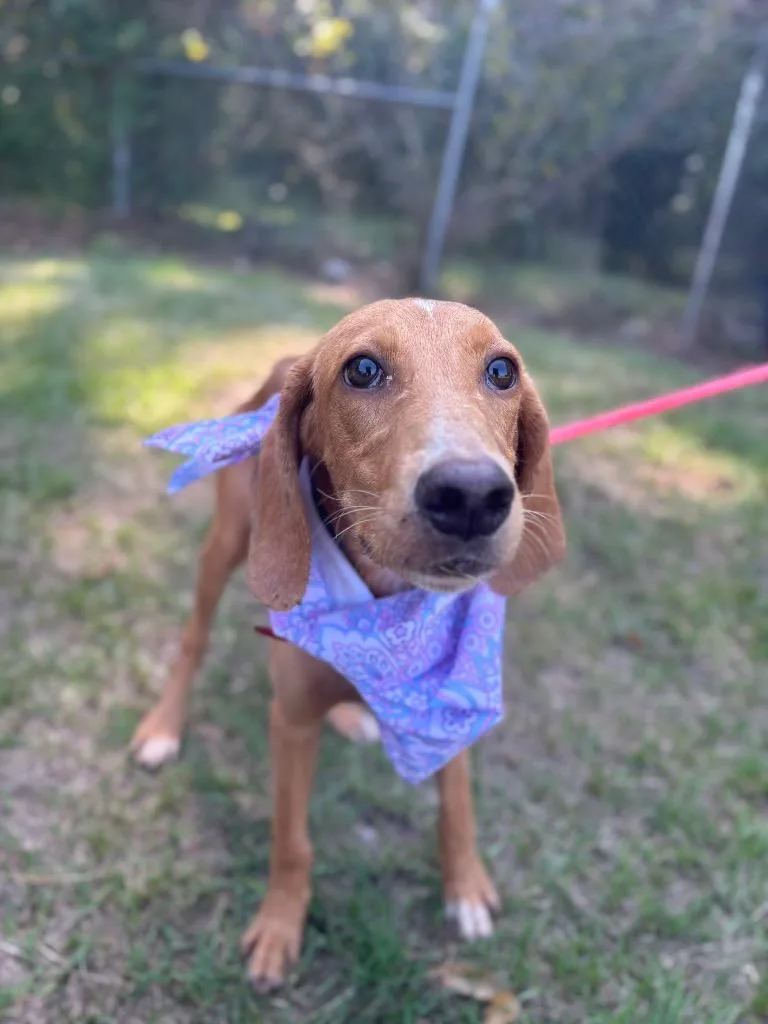 An adult medium-sized female Red / Chestnut / Orange Redbone Coonhound dog named Magnolia for adoption in Winnsboro, SC