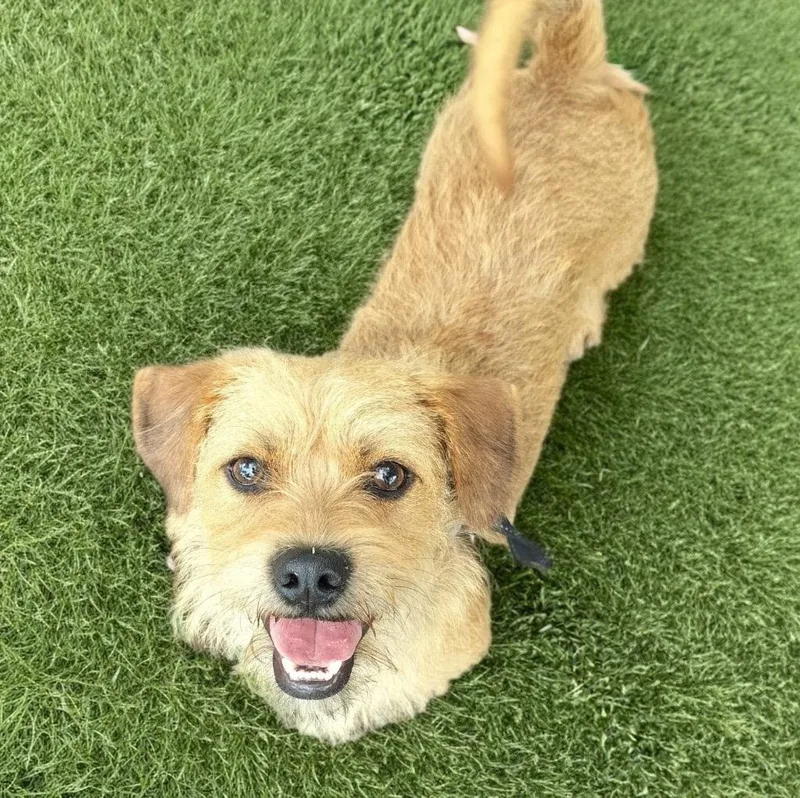 A young small-sized male Norfolk Terrier dog named Oliveryo Lb Boy! for adoption in Fort Myers, FL