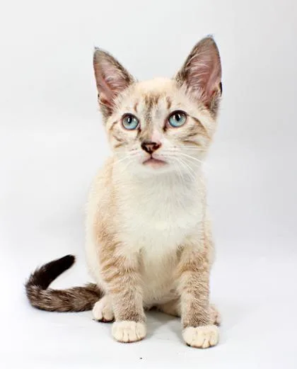 A baby small-sized female Siamese cat named Mystic for adoption in Morton Grove, IL