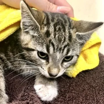 A baby small-sized female Domestic Short Hair cat named Lava Girl for adoption in Burlington, WA