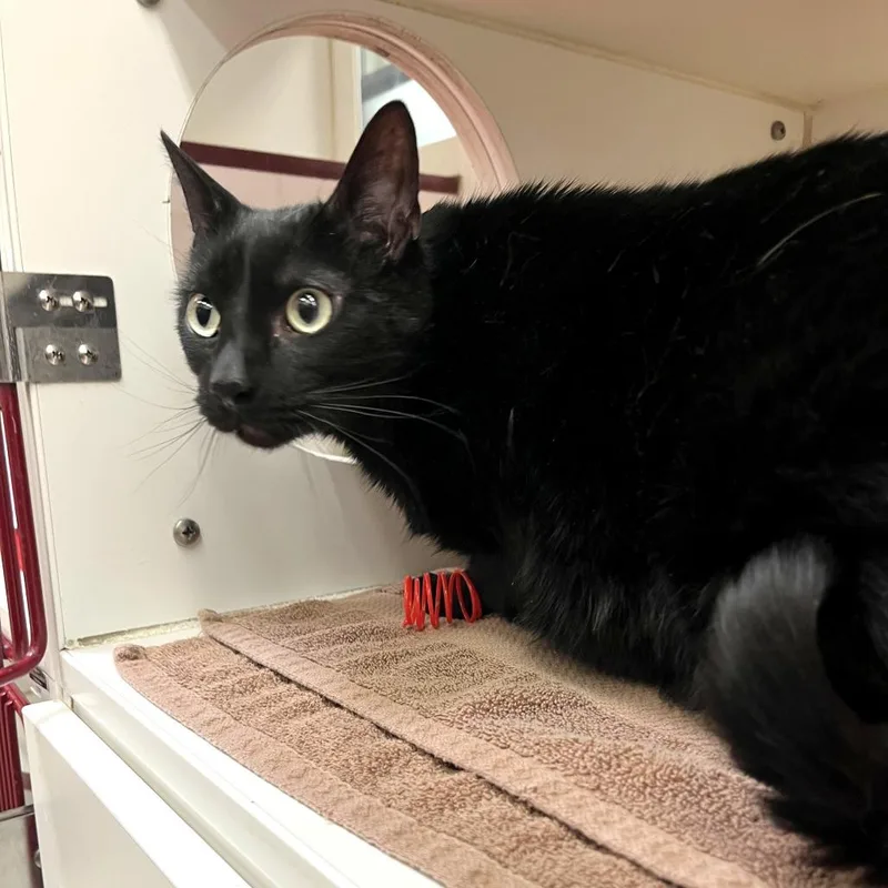 An adult large-sized male Black Domestic Short Hair cat named Coal for adoption in Cheyenne, WY