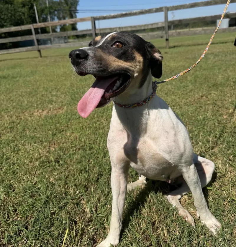 An adult medium-sized female Black Mixed Breed dog named Ruby for adoption in Vicksburg, MS