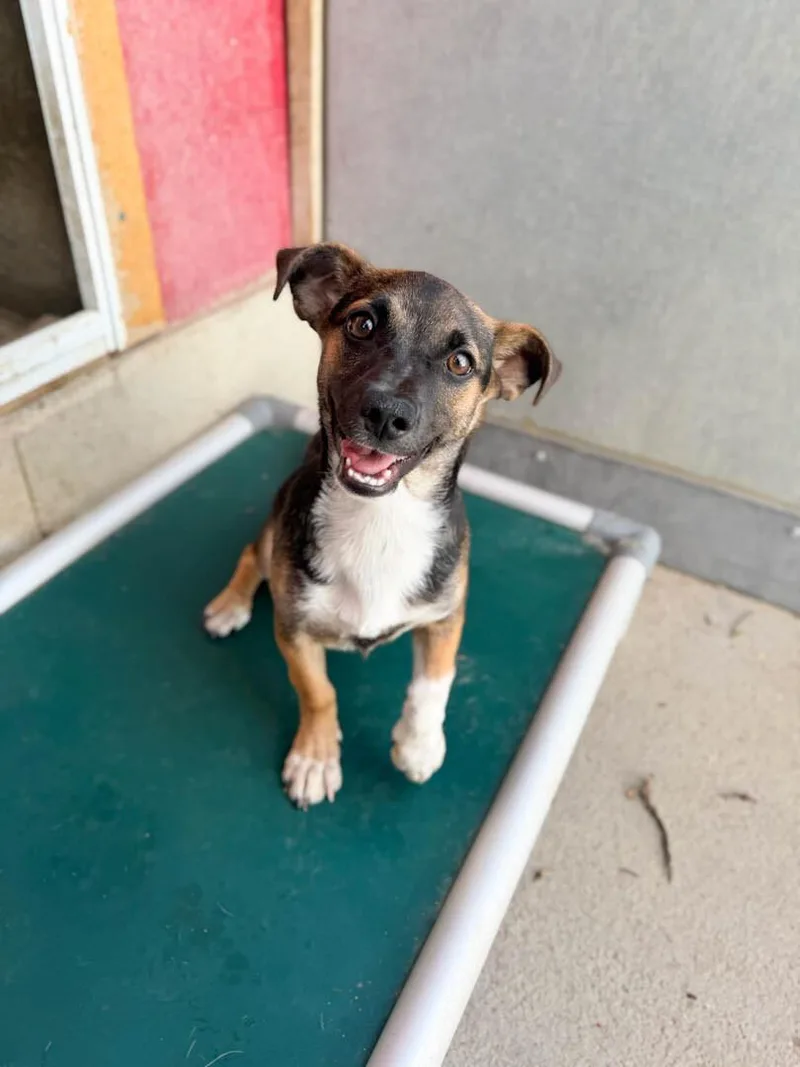A baby small-sized female Beagle dog named Tinker Bell for adoption in Windsor, CO