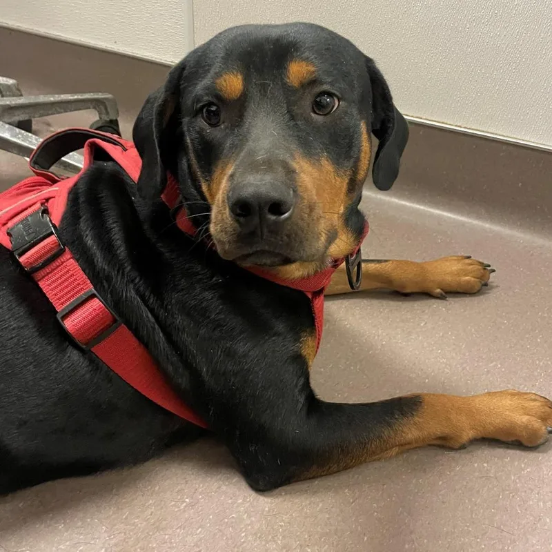 A young medium-sized male Black Rottweiler dog named Murdok for adoption in Norman, OK