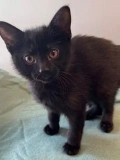 A baby small-sized female Domestic Short Hair cat named Abigail for adoption in Sidney, OH
