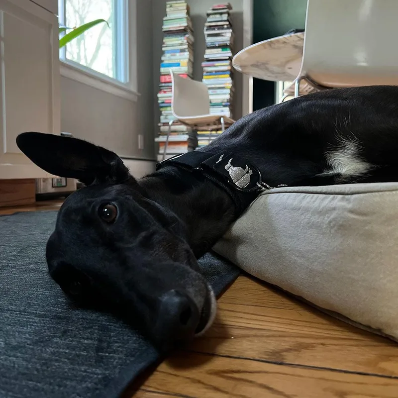 An adult large-sized male Black Greyhound dog named Bo for adoption in Orange, CT