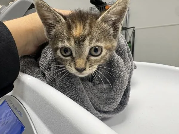 A baby small-sized female Domestic Medium Hair cat named Pen for adoption in Lawrenceville, GA