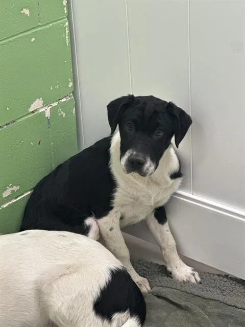 Xena: Warrior Princess