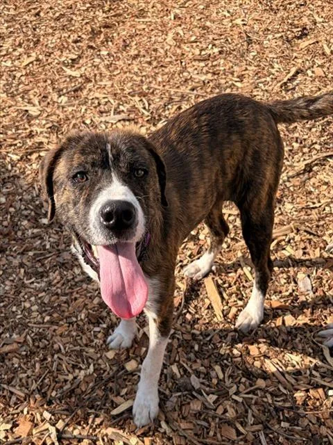 A young medium-sized male Labrador Retriever dog named Clyde for adoption in Leesburg, VA