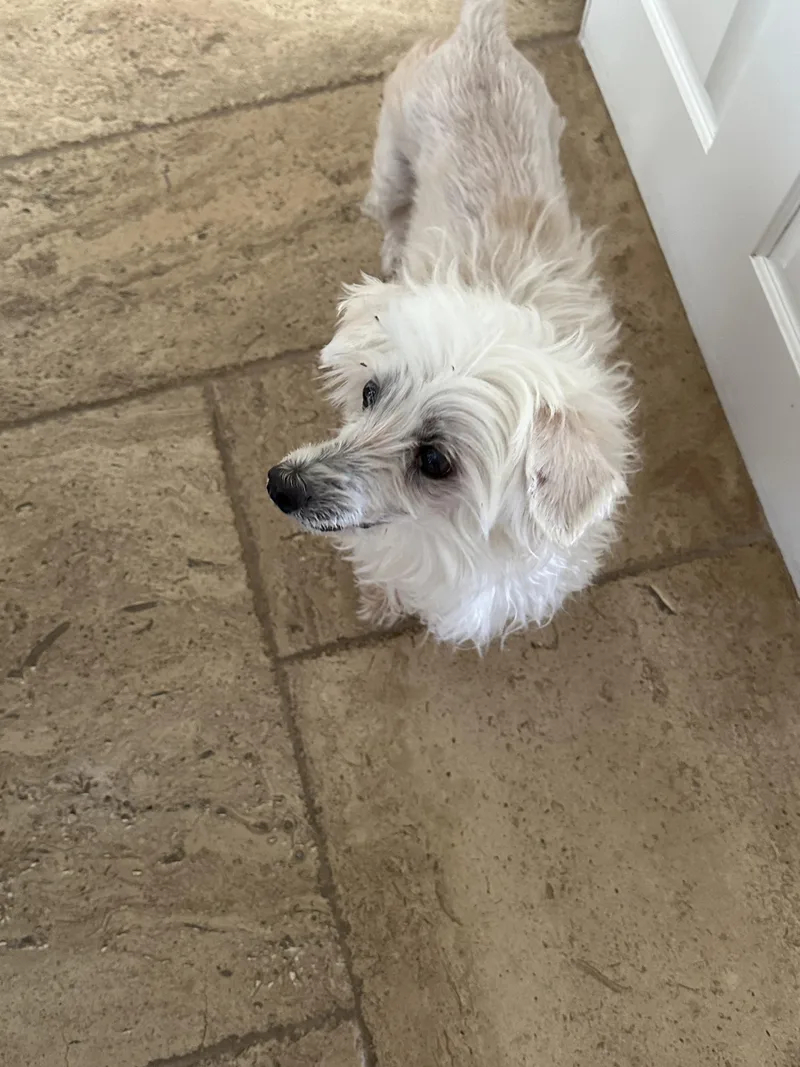 A senior small-sized male White / Cream Poodle dog named Nemo for adoption in Elk Grove, CA