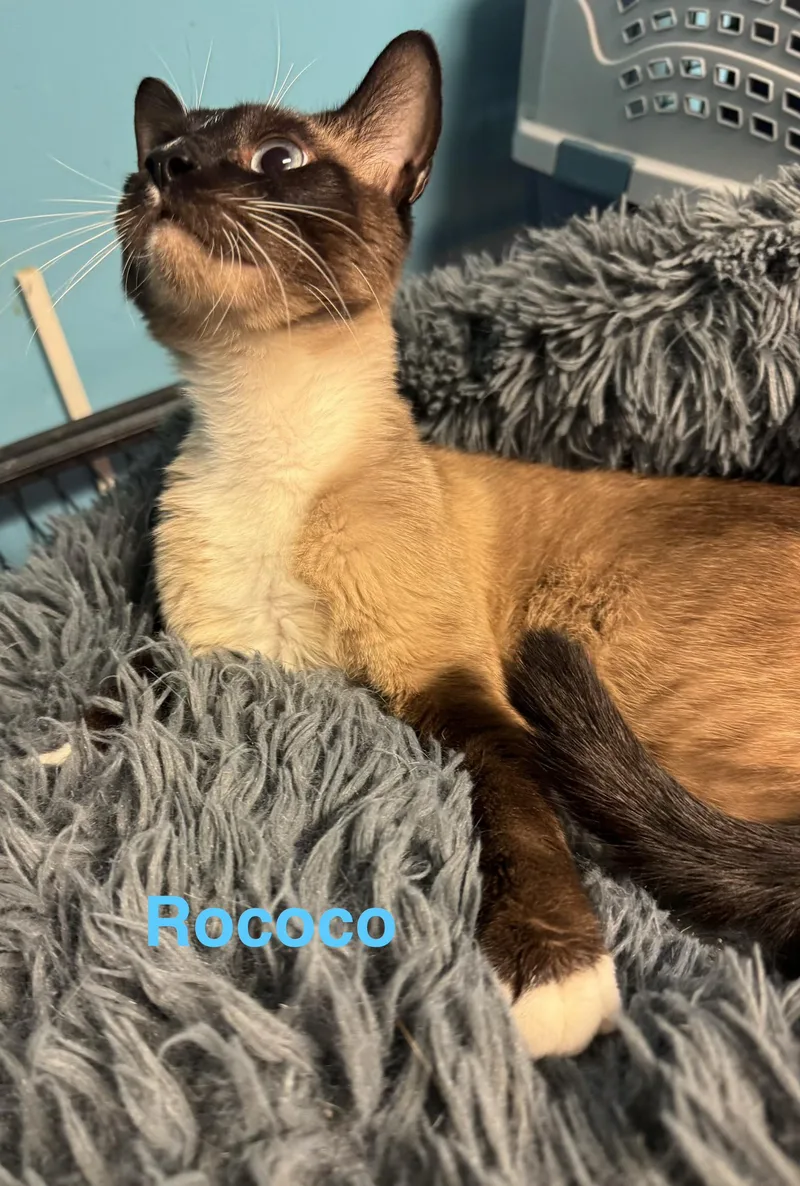 A baby medium-sized male Brown / Chocolate Siamese cat named Rococo for adoption in Shrewsbury, MA