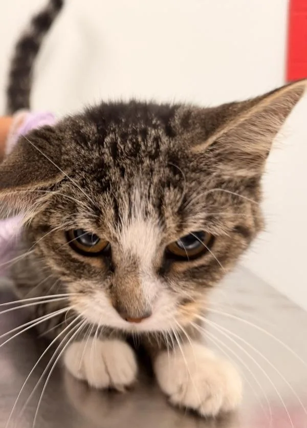 An adult small-sized female Domestic Short Hair cat named Fanny for adoption in Ridgewood, NY