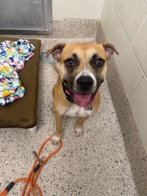 A young medium-sized female Staffordshire Bull Terrier dog named Venus for adoption in Brighton, CO