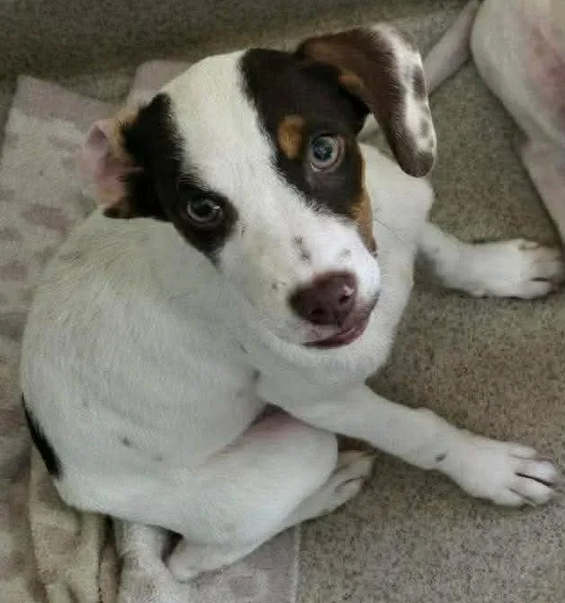 A baby medium-sized male Pointer dog named Emory for adoption in Holbrook, NY