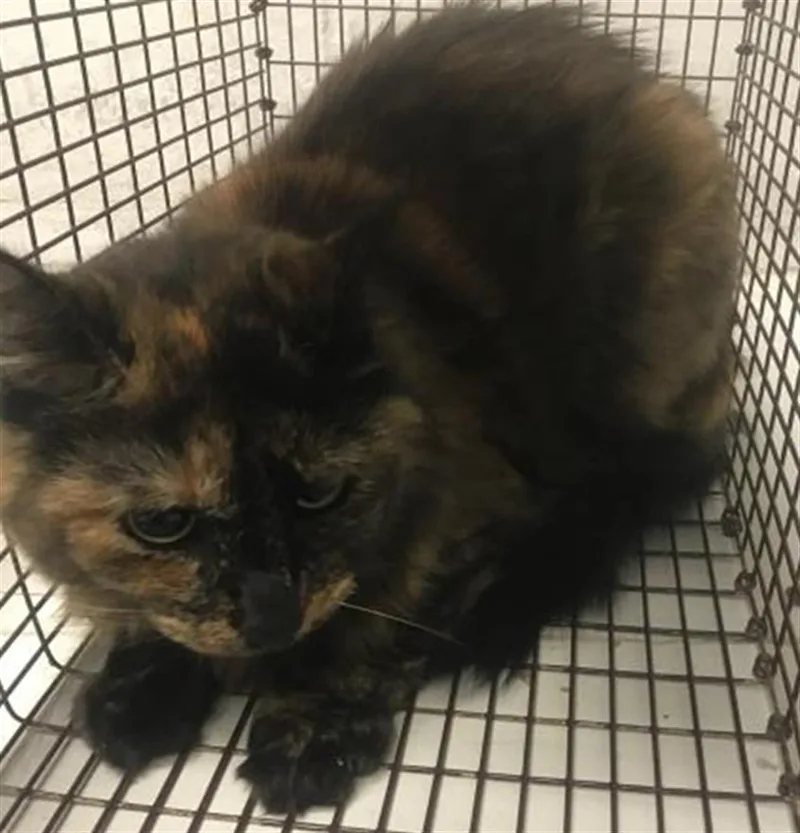 An adult small-sized female Domestic Short Hair cat named Cosmo for adoption in Conroe, TX