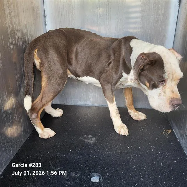 A young medium-sized female American Staffordshire Terrier dog named Maya for adoption in San Antonio, TX