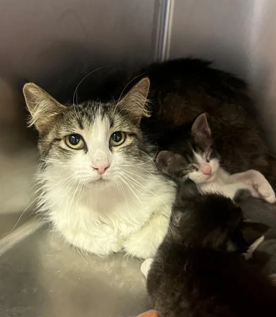 A young medium-sized female Domestic Medium Hair cat named Reba for adoption in Thousand Palms, CA