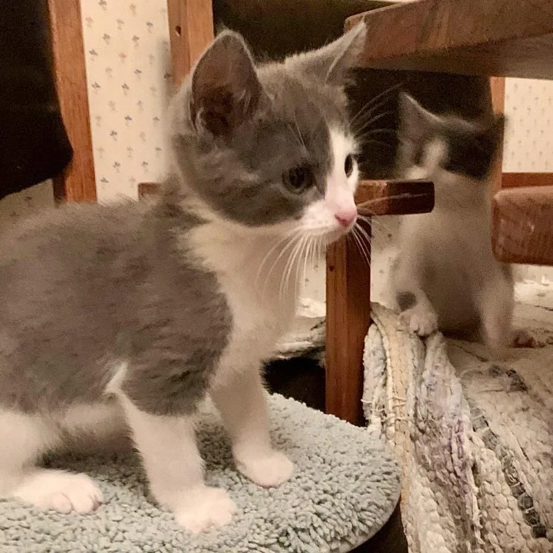 A baby small-sized male Domestic Short Hair cat named Jasper for adoption in Oakland, CA