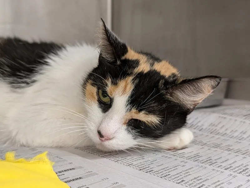A young small-sized female Domestic Short Hair cat named Margarita for adoption in Angola, IN