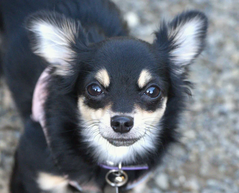 A young small-sized female Tricolor (Brown, Black, & White) Chihuahua dog named Brie for adoption in Hoquiam, WA