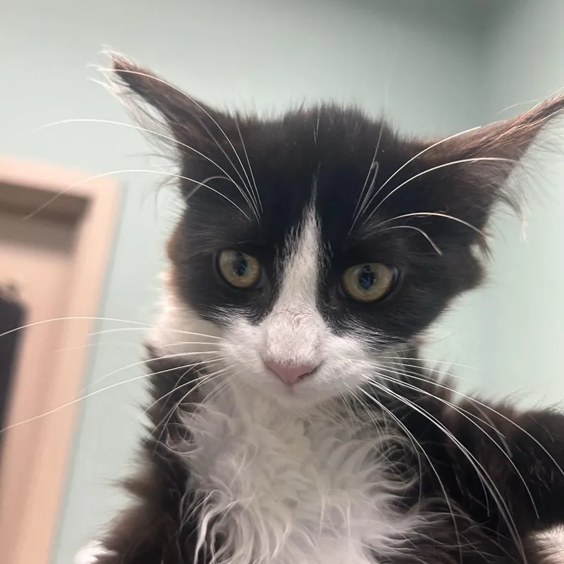 Full House