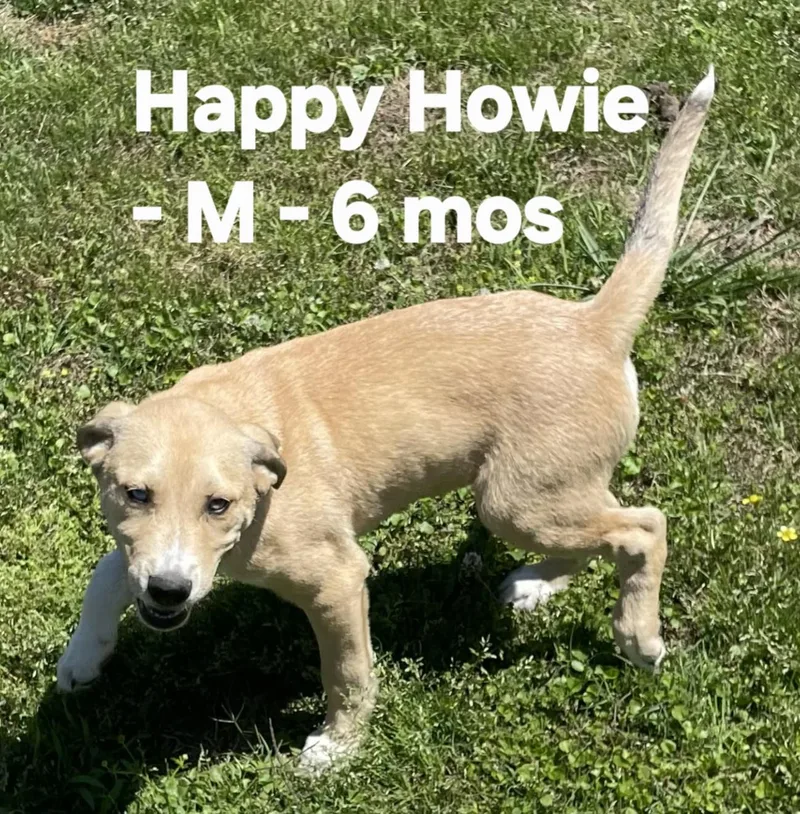 Happy Howie thumbnail 5