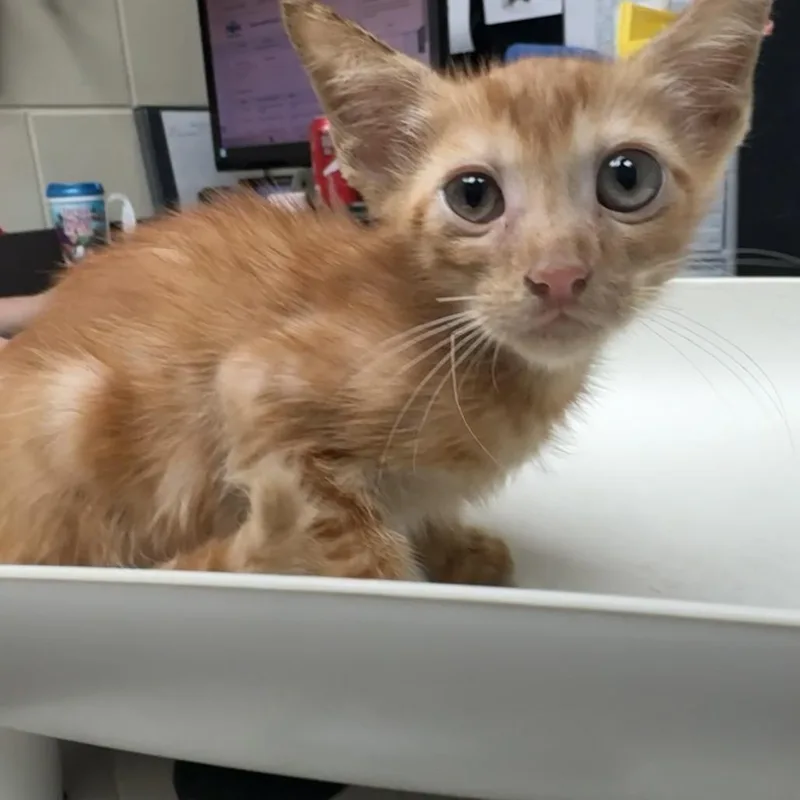 A baby small-sized male Orange / Red Domestic Short Hair cat named Lobster Bisque for adoption in Columbus, GA